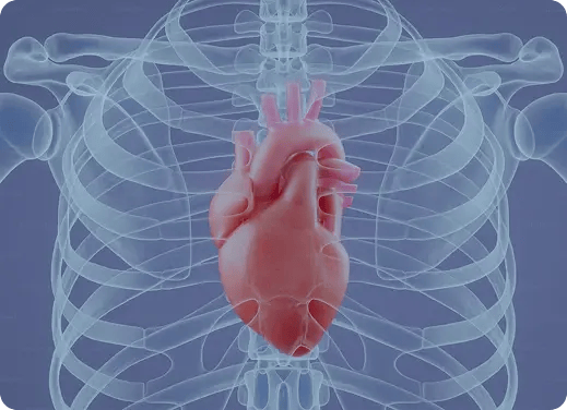 Ilustración del corazón humano dentro de un torso transparente con esqueleto visible.