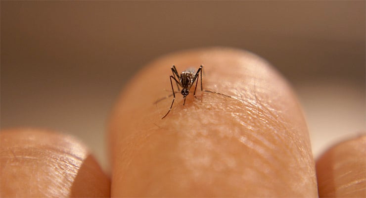 Primer plano de un mosquito posado sobre la piel humana.