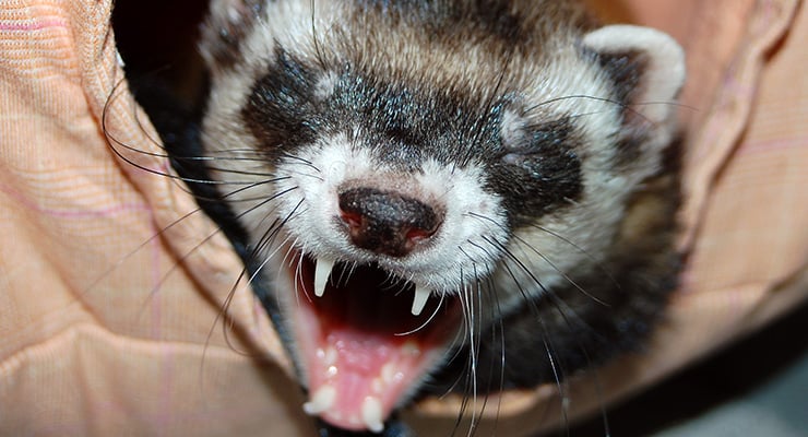 Primer plano de un animal con la boca abierta mostrando dientes y colmillos.