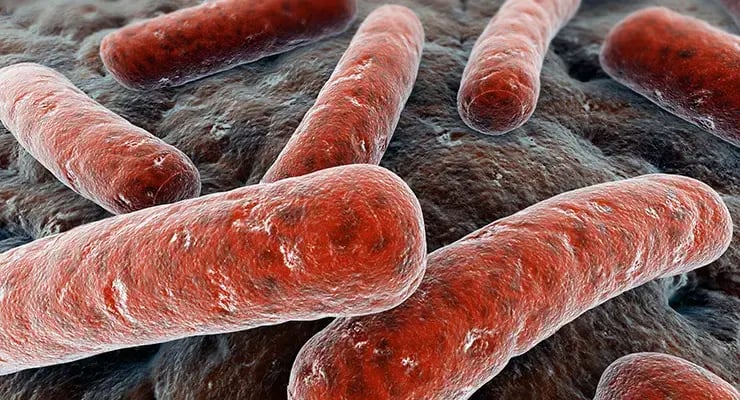 Representación microscópica de bacterias alargadas de color rojizo sobre una superficie oscura