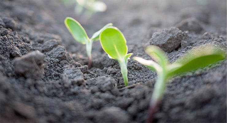 Brotes de plantas verdes emergiendo de la tierra en una superficie de suelo.