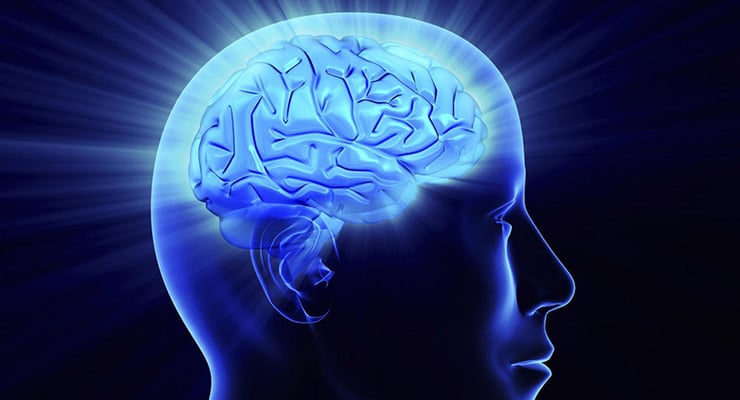 Ilustración del cerebro humano iluminado dentro de la cabeza en perfil lateral.