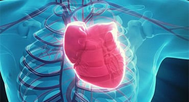 Ilustración médica del corazón humano resaltado dentro del tórax