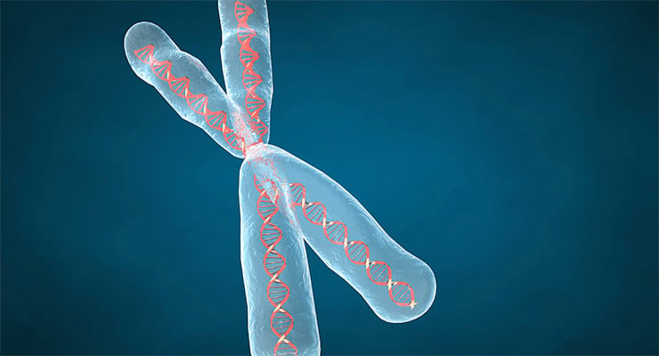 Ilustración científica de un cromosoma humano con la estructura del ADN visible en su interior.