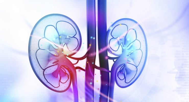 Ilustración médica de riñones humanos mostrando inflamación y función renal