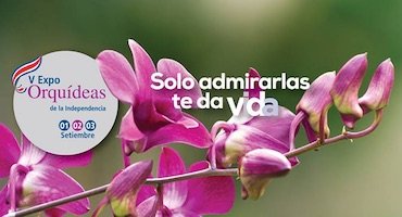Orquídeas de color púrpura intenso en floración, imagen promocional de la V Expo Orquídeas de la Independencia en Costa Rica.