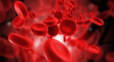 Representación digital de glóbulos rojos fluyendo por el torrente sanguíneo, ilustrando el transporte de oxígeno en el cuerpo humano.
