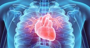 Ilustración digital del sistema cardiovascular humano resaltando el corazón, utilizada para los servicios de cardiología diagnóstica en Santa Ana.