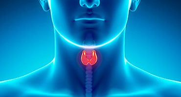 Ilustración médica que resalta la ubicación de la glándula tiroides en el cuello humano para cirugía transoral endoscópica sin cicatriz.