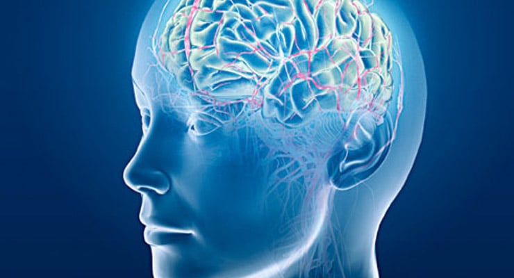Ilustración del perfil de una cabeza humana con el cerebro y vasos visibles
