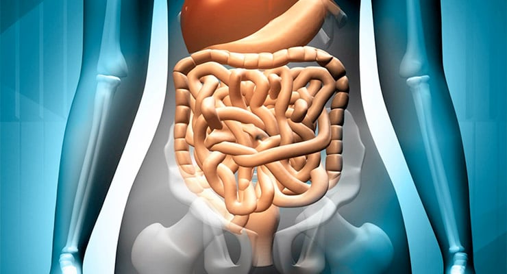 Ilustración del cuerpo humano mostrando el sistema digestivo en el abdomen