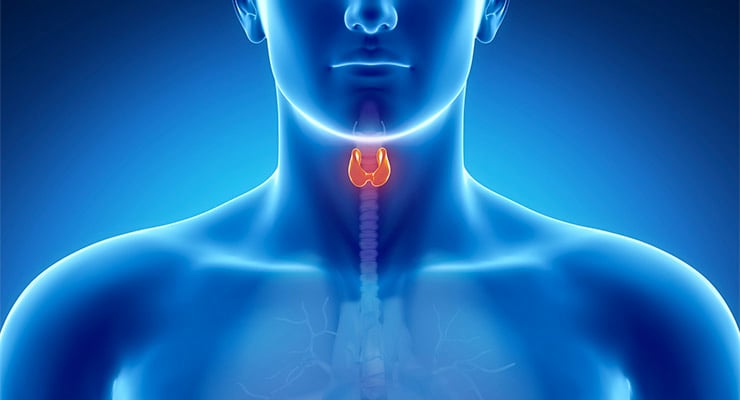 Ilustración del cuello humano con la glándula tiroides resaltada