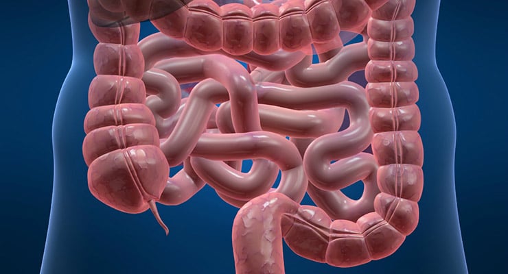 Ilustración médica del intestino grueso y del intestino delgado en el cuerpo humano