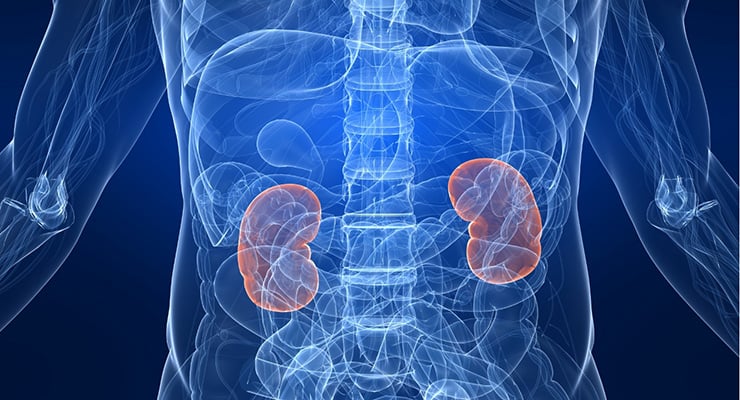 Ilustración médica del cuerpo humano mostrando los riñones resaltados en color.