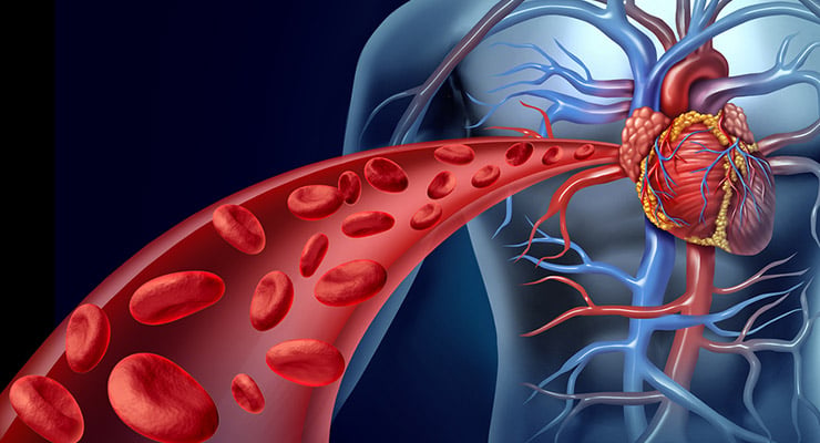 Ilustración médica del sistema cardiovascular con el corazón y vasos sanguíneos visibles