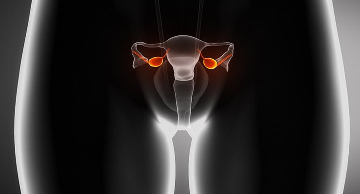 Ilustración médica del sistema reproductor femenino con los ovarios resaltados