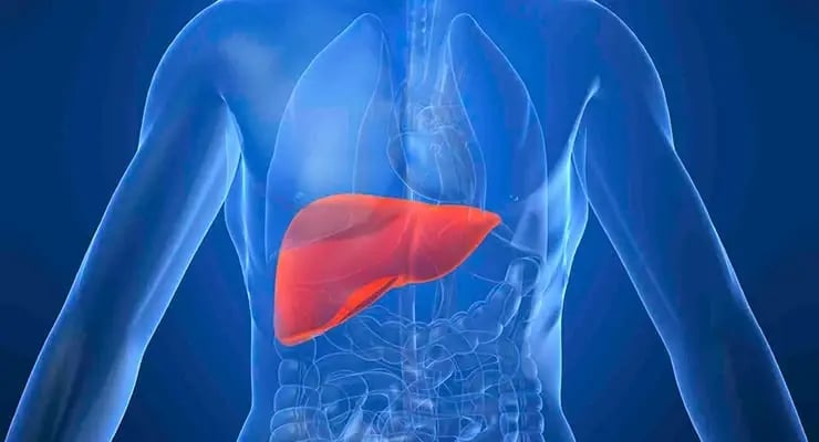 Ilustración médica del torso humano con el hígado resaltado en color rojo