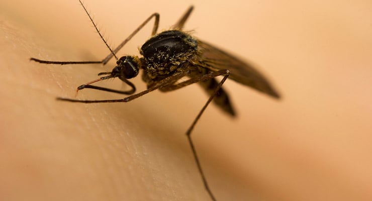 Primer plano de un mosquito posado sobre la piel humana