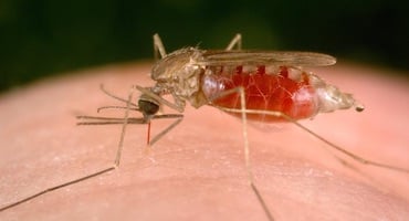 Macrofotografía de un mosquito Anopheles alimentándose, vector principal en la transmisión del parásito de la malaria.