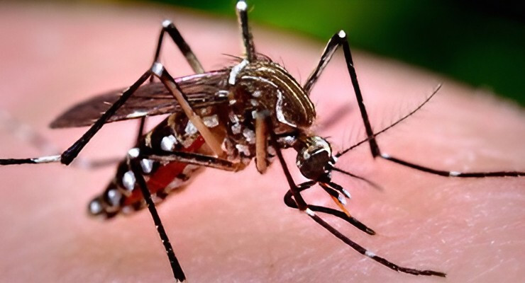 Mosquito posado sobre la piel humana durante una picadura