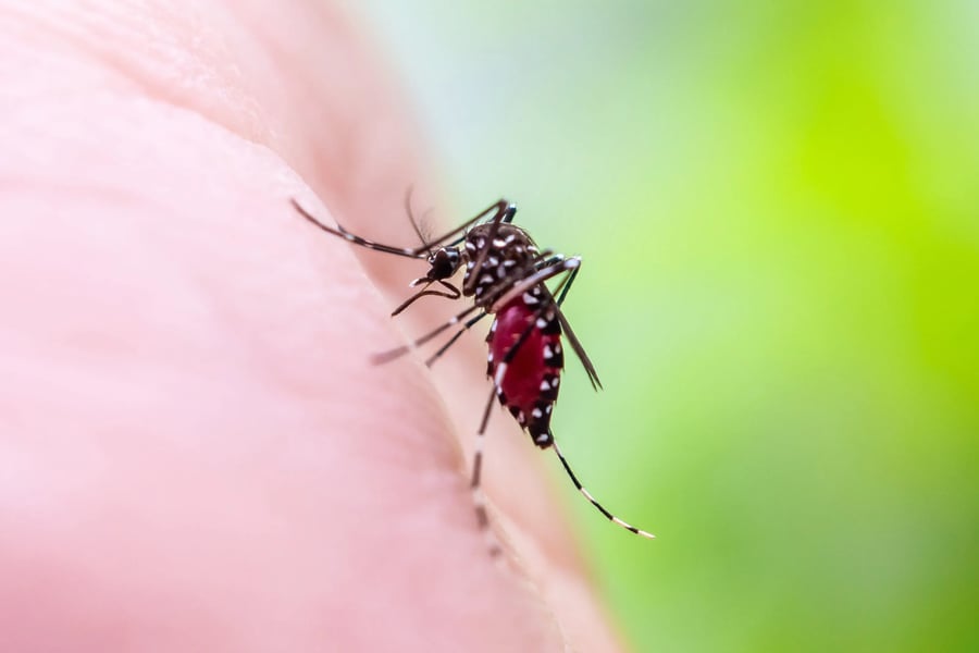 Mosquito sobre la piel de una persona durante una picadura