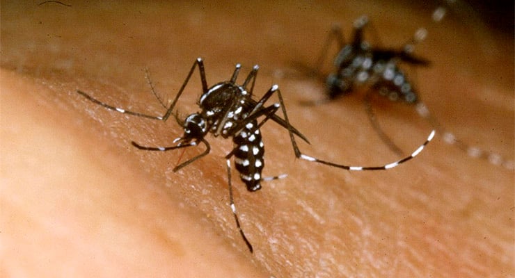 Primer plano de mosquitos posados sobre la piel humana, mostrando sus patas y abdomen rayado.
