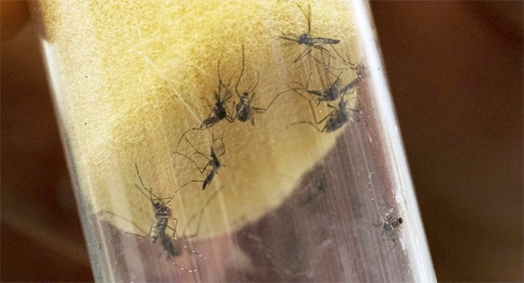 Mosquitos transmisores del virus zika en un recipiente transparente con agua estancada.