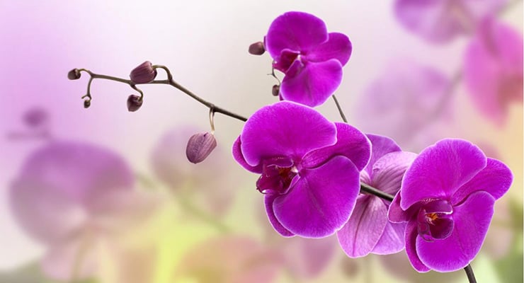 Flores de orquídea morada en primer plano con fondo desenfocado en tonos claros.