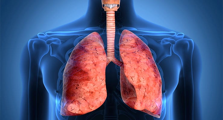 Ilustración médica del sistema respiratorio humano mostrando los pulmones y la tráquea.