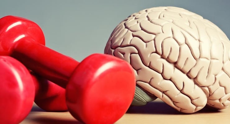 Pesas rojas junto a un modelo anatómico de cerebro sobre una superficie