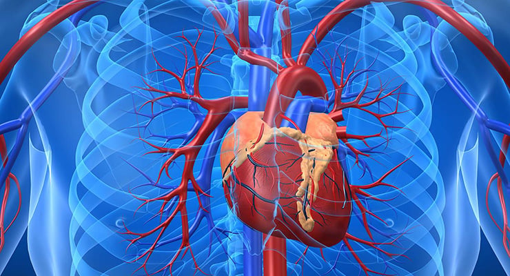 Ilustración médica del corazón humano y el sistema cardiovascular con arterias y venas visibles en el tórax.