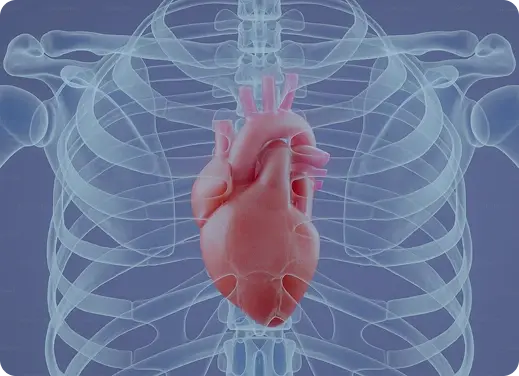 Ilustración del corazón humano dentro de un torso transparente con esqueleto visible.