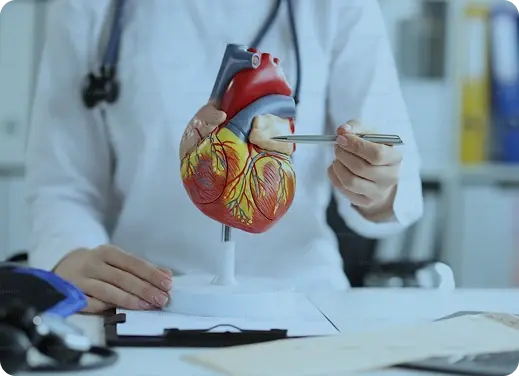 Médico señalando un modelo anatómico del corazón sobre un escritorio.
