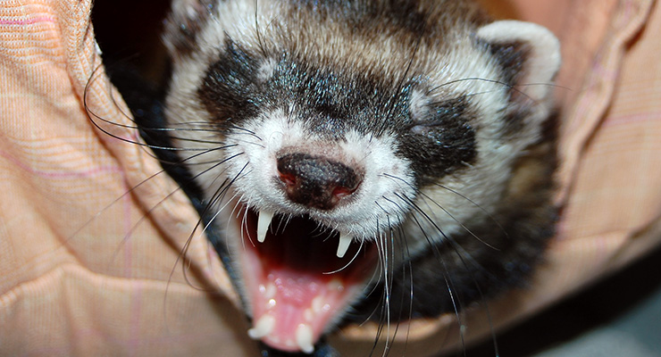 Rabia: una amenaza directa para la vida