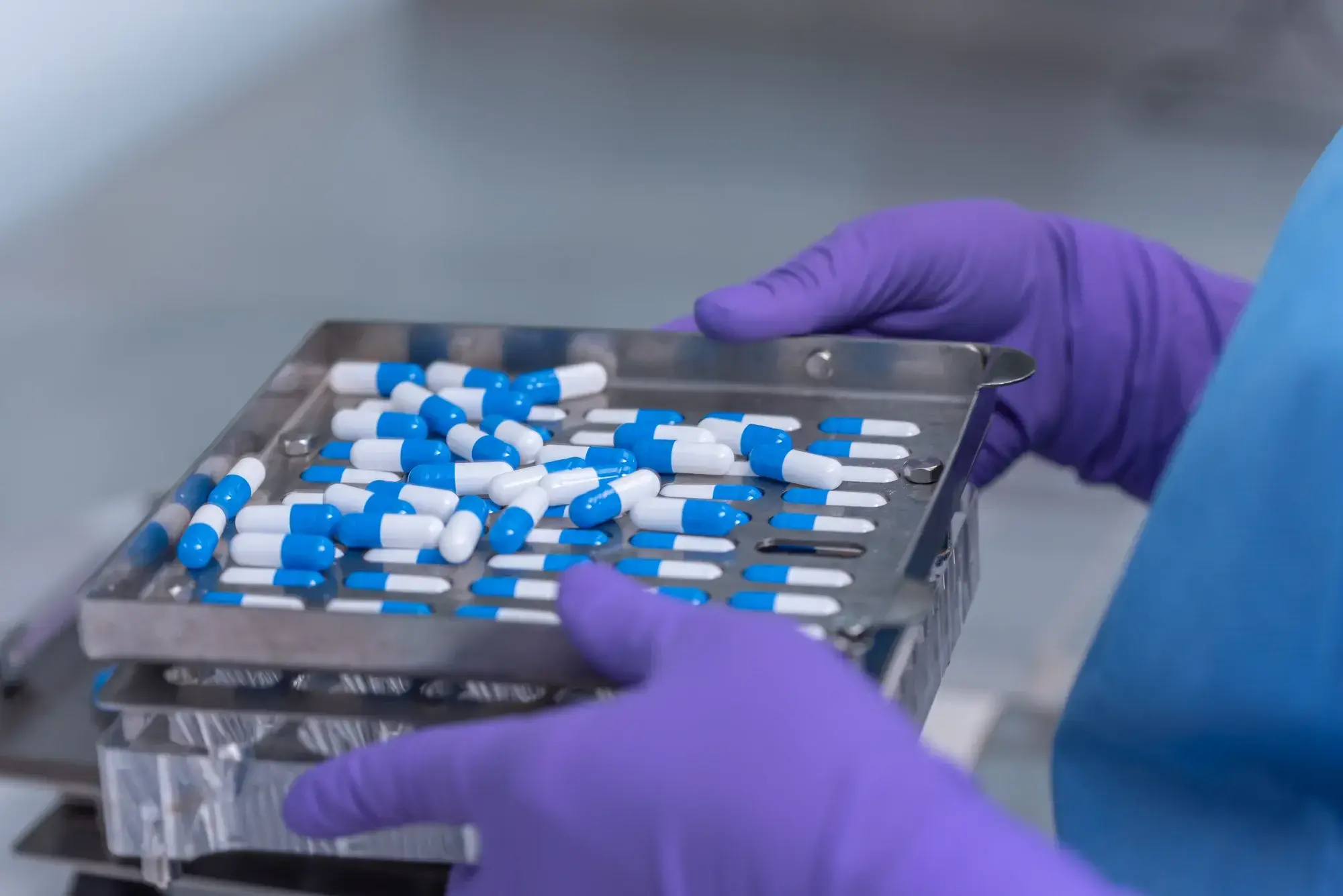 Bandeja metálica con cápsulas azules y blancas sostenida por manos con guantes morados.