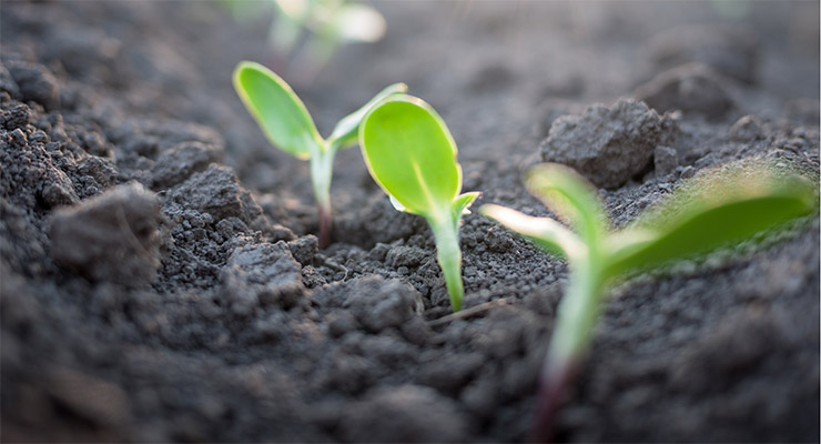 Colaboradores participaron de la siembra de árboles 2015