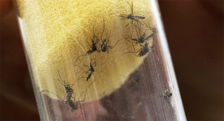 Conozca cómo se realiza la prueba para detectar el virus de Zika