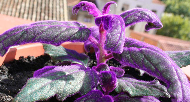 ¿Ortiga terciopelo contra el reumatismo?