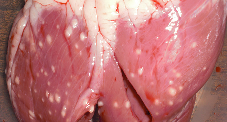 La cisticercosis puede causar serios problemas a la salud