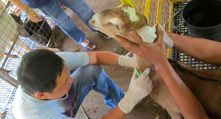 Cabras, ovejas y perros lo pueden contagiar de brucelosis