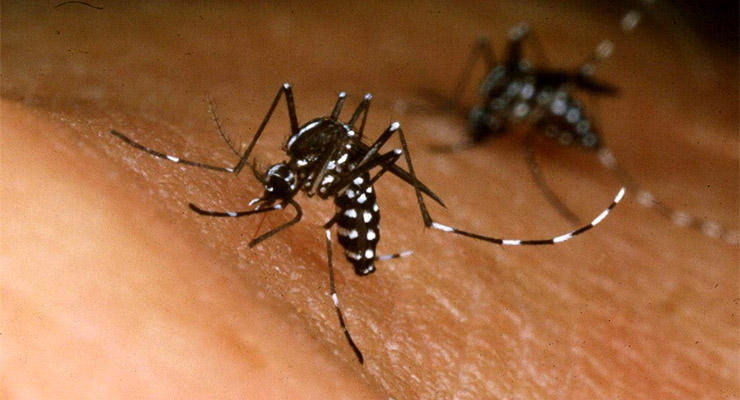 Mosquitos